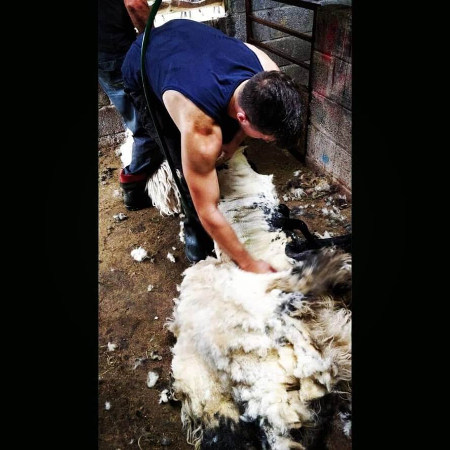 Eamon Keane shearing sheep in Maam