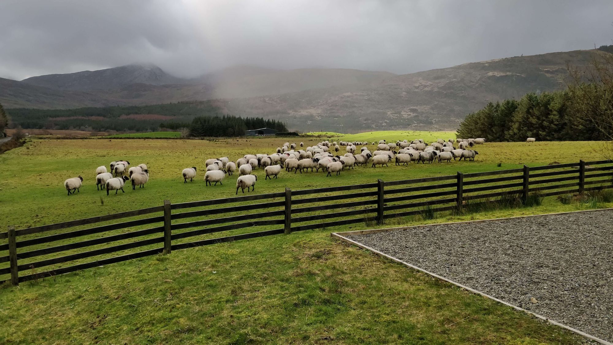 Sheep going out to pasture after being scanned for lambs